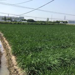 韭菜种子(各种韭菜种子)