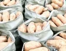 鲁薯北京553大批供应