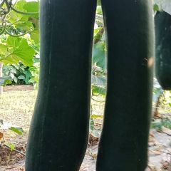 大量出售冬瓜 有需要的联系 微信同号