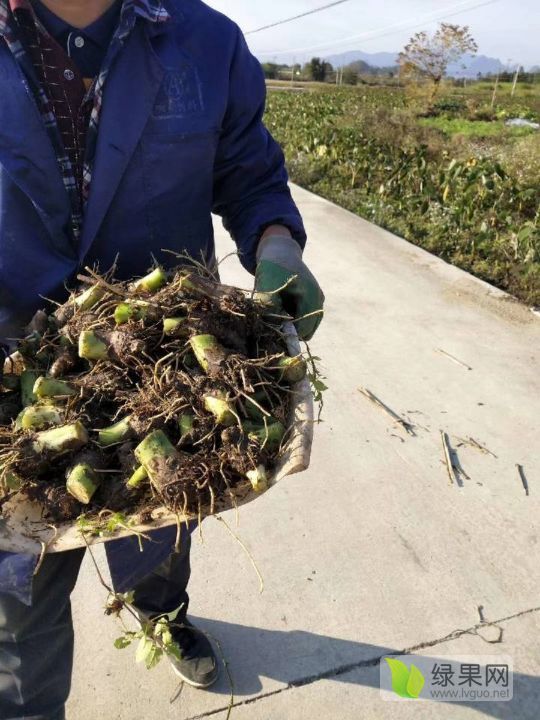 2019年广西荔浦荔浦芋头价格
