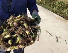 荔浦芋头种子苗大量批发