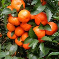 荔浦沙糖桔代办代购