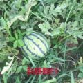 湖北大型农户自产自销，西瓜代办代发业务