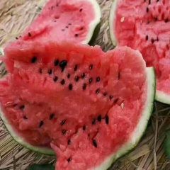 河南西瓜产地网 开封京欣西瓜批发基地 产地行情