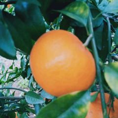 产地直供大量优质沃柑