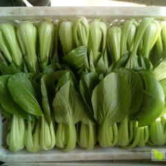 小白菜_上海青基地直供！