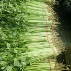 优质大棚山芹，香芹，毛芹