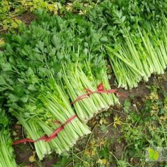 山东诸城大量西芹上市