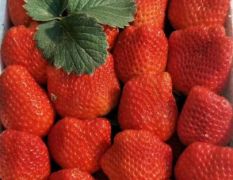 保定草莓大量上市，口味纯正，特别甜