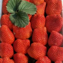 保定草莓大量上市，口味纯正，特别甜