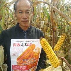 角质粮玉米宝玉龙高L2