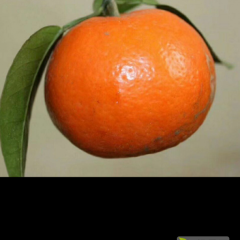 中国沃柑看武鸣