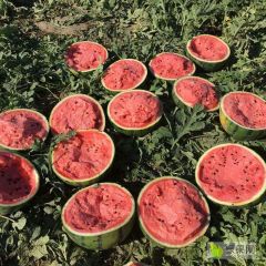 清苑西瓜每年的5月15号上市