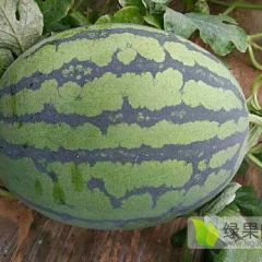 最好的甜王种子---菲律宾甜王种子