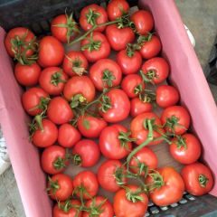 中国广西田阳西红柿基地。