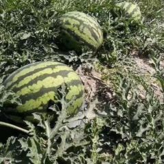 云南省西双版纳西瓜出了 价钱2.5 3公斤起步