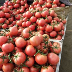 山东省费县大量供应硬粉西红柿