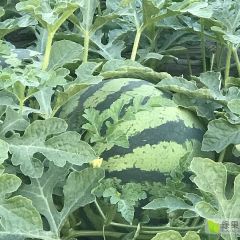 2025东台西瓜美都8424无公害生产基地欢迎您