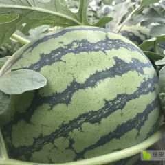 2025东台西瓜产区诚信供应商