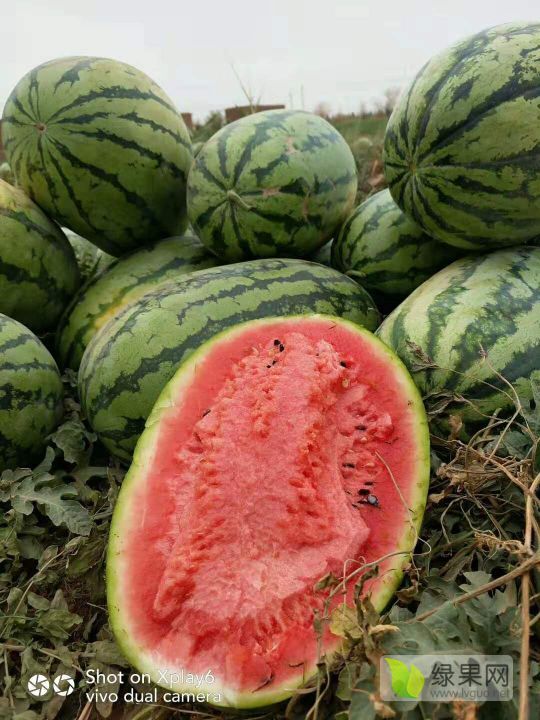 冠龙价格