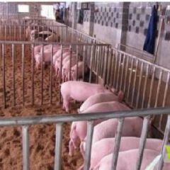 正旺农牧养殖求购:玉米.小麦.大豆.碎米.高梁