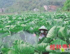 桂林有大量香芋出售、每个在1斤一3斤左右