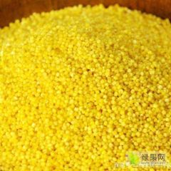 陕陕北无穷；煮成稀饭，粘糯爽口，清香四溢，饭汤表