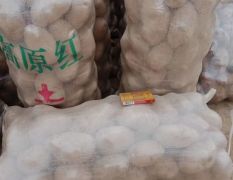 甘肃土豆——青薯9号专业代收代办代发