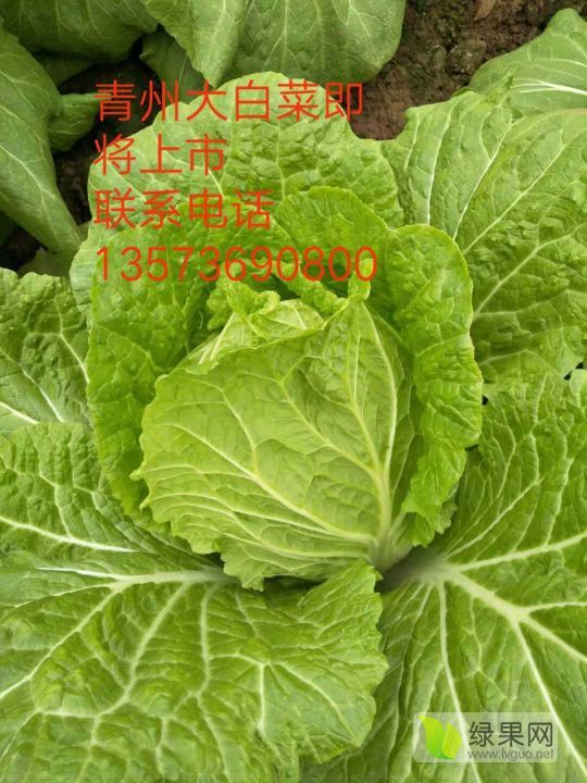 2019年山东青州菊锦价格