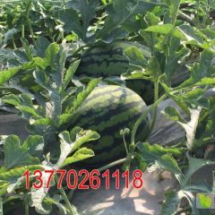 东台西瓜全美4K（甘美）8424美都甜遍全中国