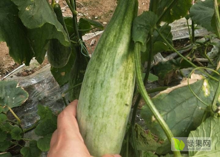 2019年山东寒亭羊角蜜甜瓜价格