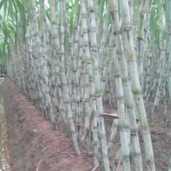 ，浙江，温州，陶山青皮甘蔗