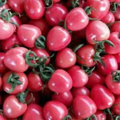 山东莘县千禧.贝贝圣女果