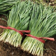 河北香河大棚韭菜