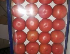黑山西红柿大量上市，质量好价格低