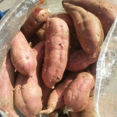 丘陵沙地红薯大量供应