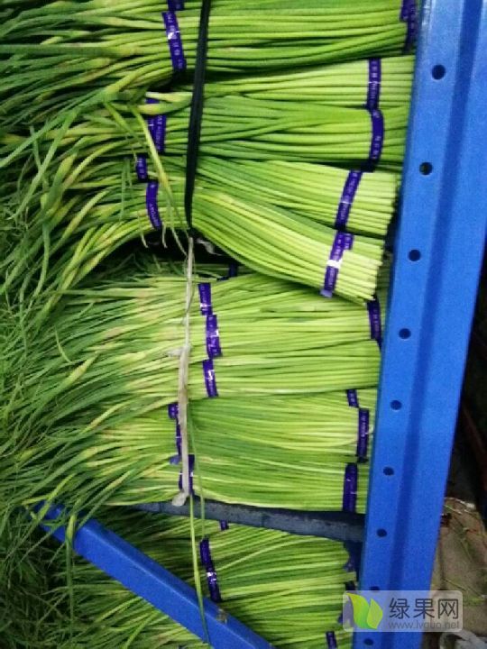 2019年河南通许蒜薹价格
