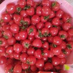 千禧，圆粉，贝贝圣女果产地直供，基地直达，支持一件代发