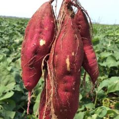 海南澄迈桥头富硒地瓜 欢迎订购