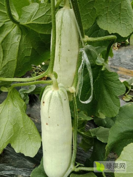 2019年山东聊城博洋甜瓜价格