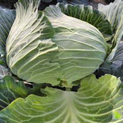湖北天门扁包菜质量上乘，可走市场，加工厂上车一毛