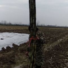 大量供应青皮白玉甘蔗