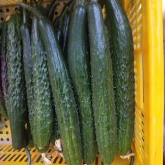 沂南黄瓜大量上市