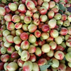 大棚油桃大量上市13173154817