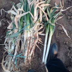 平度大葱几分钱！