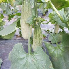 山东羊角蜜甜瓜产地