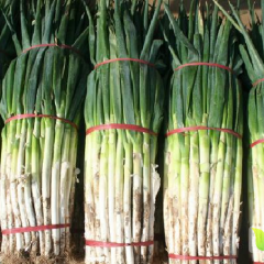 章丘铁杆长白大葱上市