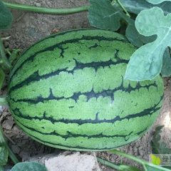 2025东台西瓜季节已经到来，热诚期待您的光临