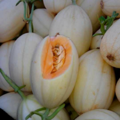 山东莘县东方蜜甜瓜大量供应