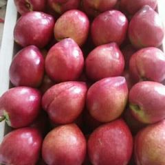 油桃批发市场桃子陆续上市